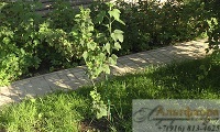 Штамбовая черная смородина