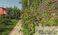 Малина по забору