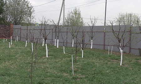 Уход за садом весной