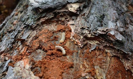 В складках коры зимуют вредители
