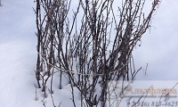 Черная смородина зимой