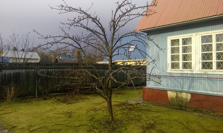 Обрезка груши весной