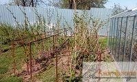 Обрезка малины весной