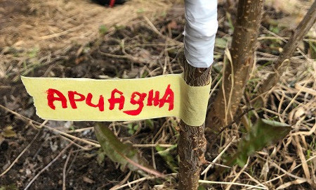 Прививка деревьев весной