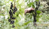 Урожай черной смородины